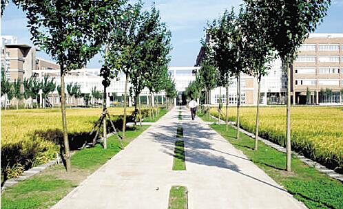 南充廣播電視大學(xué)南部縣分?！鸽姶蟆?></a></div>
          <dl>
              <dt><a href=