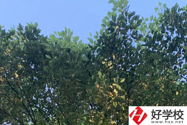 邵陽職業(yè)技術(shù)學(xué)校就業(yè)好不好？值得報(bào)考嗎？