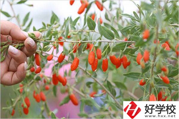 在湘西學(xué)中草藥栽培怎么樣？開(kāi)設(shè)此專業(yè)的學(xué)校有哪些？