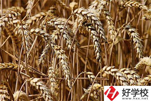 岳陽最好的中專是哪一所？學(xué)校推薦學(xué)習(xí)哪些專業(yè)？