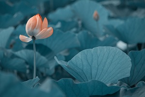 很多考生在結(jié)束了高考之后，由于成績不理想，未能如愿進(jìn)入理想的大學(xué)